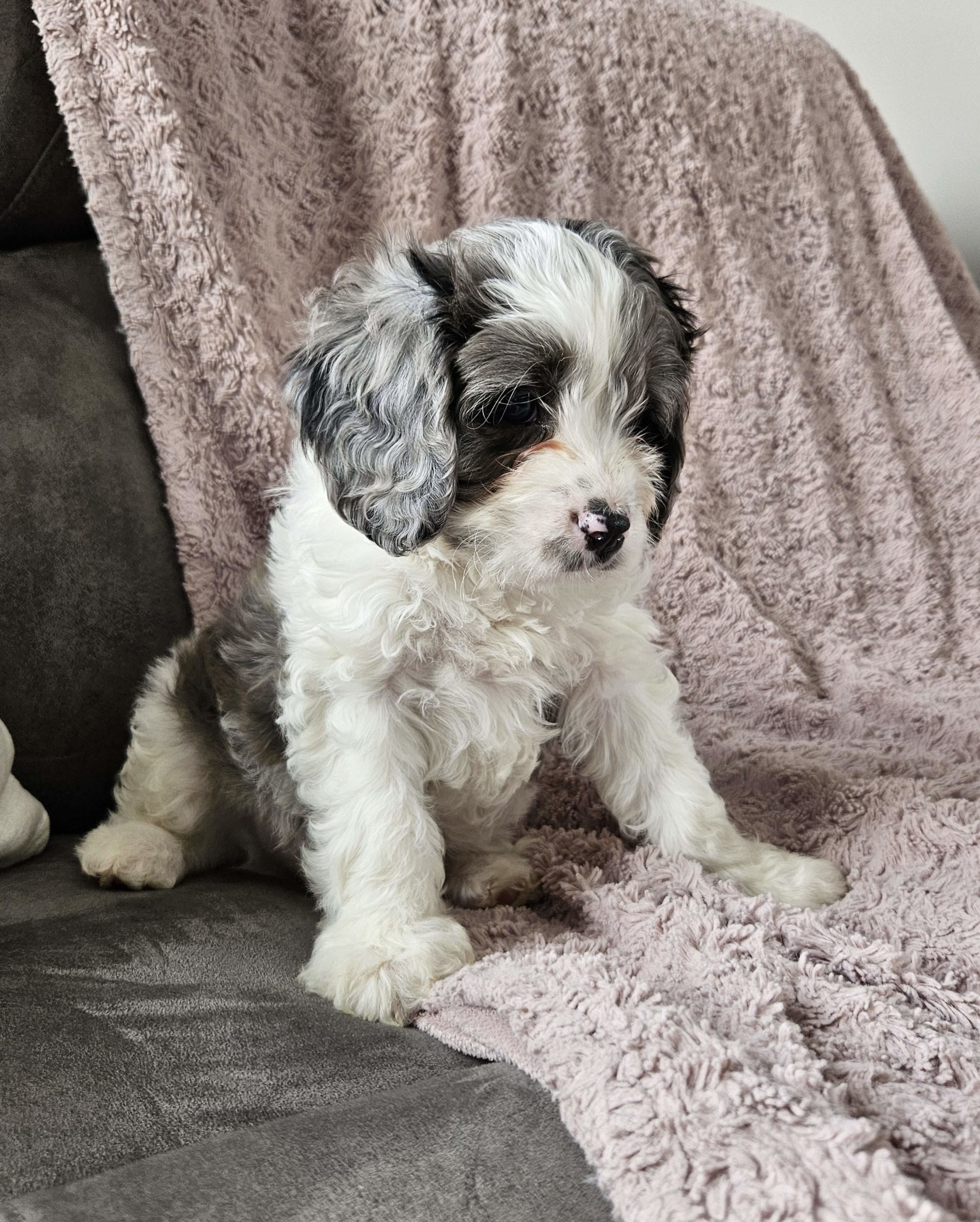 Bear Cavapoo puppy