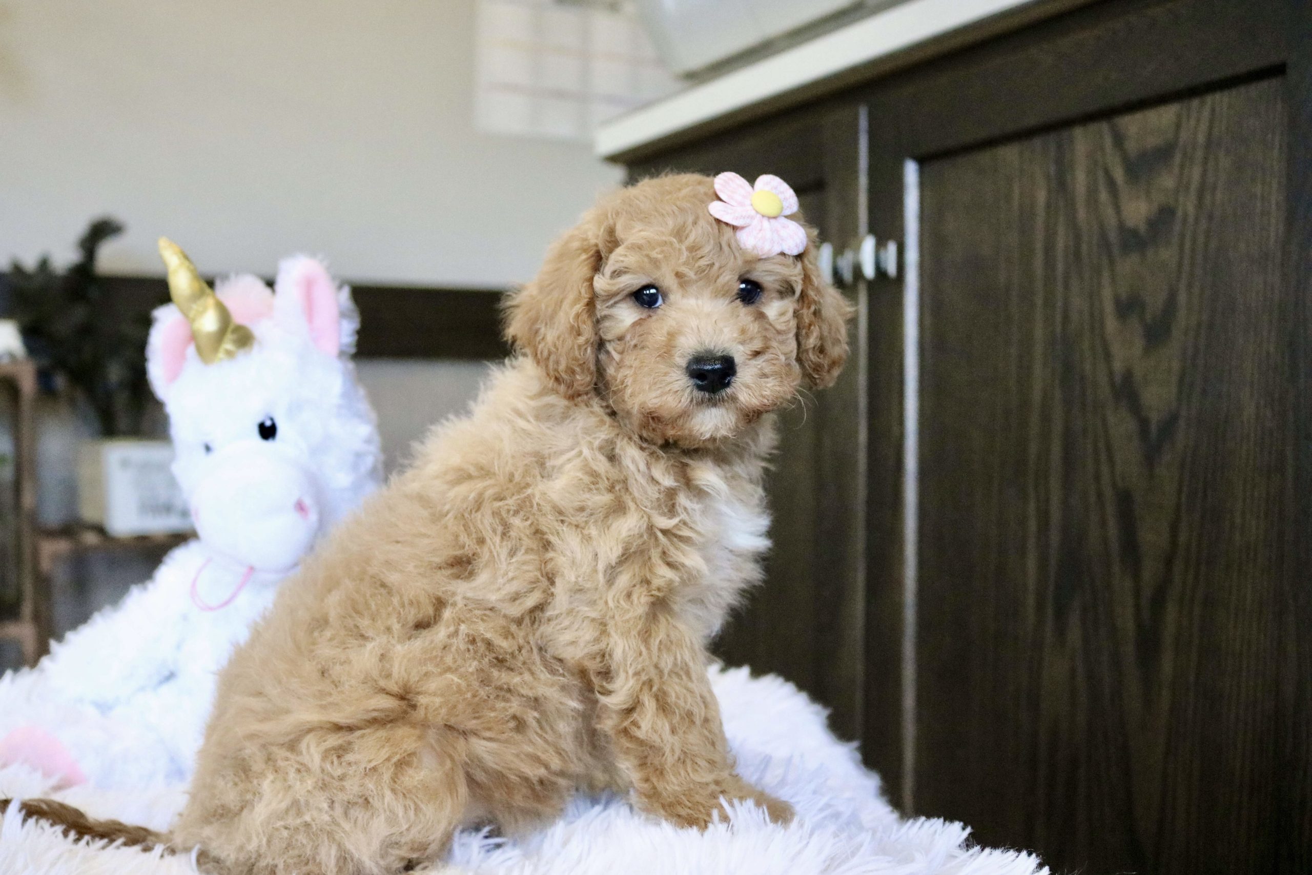 Finn Cavapoo puppy