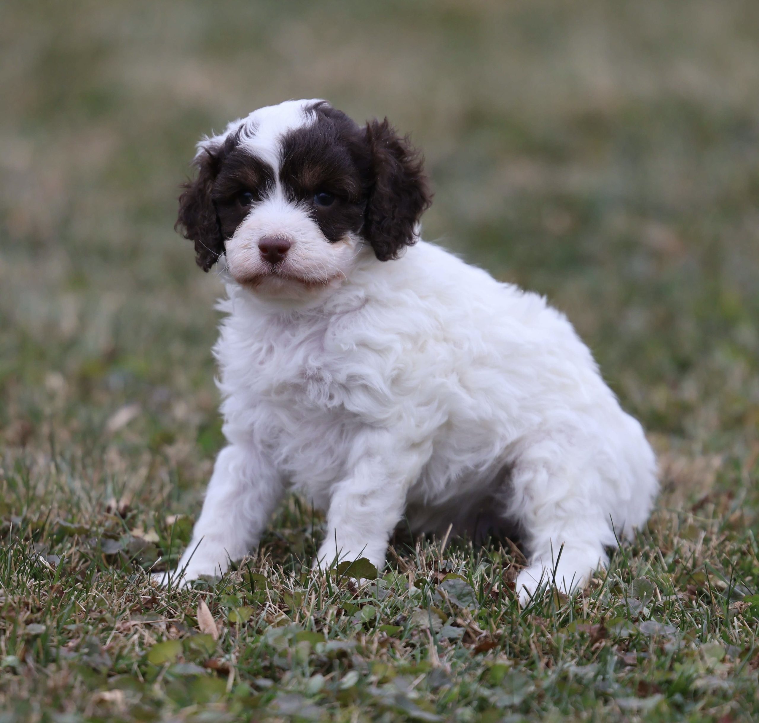 Gus Cavapoo puppy