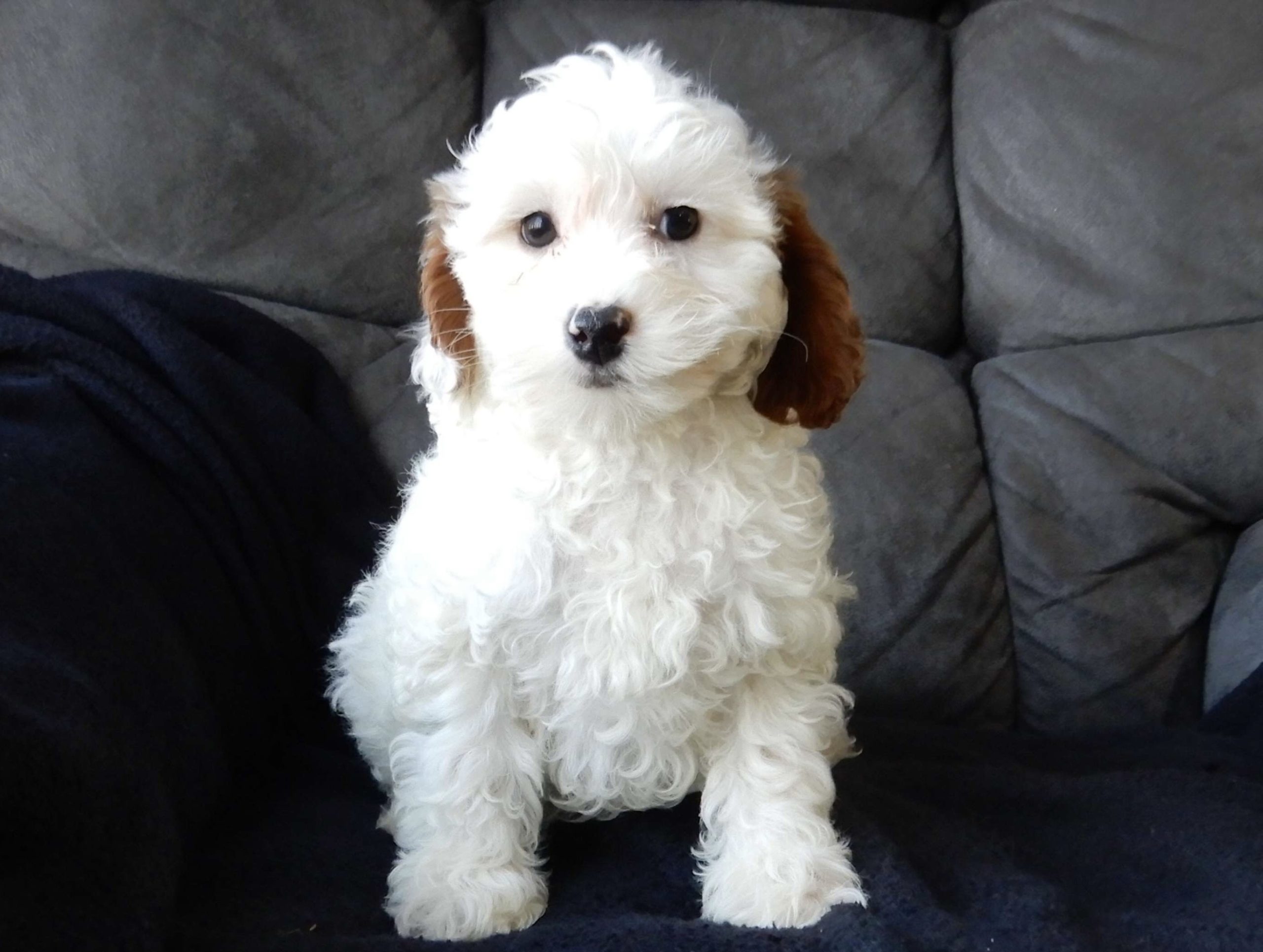 Hank Cavapoo puppy