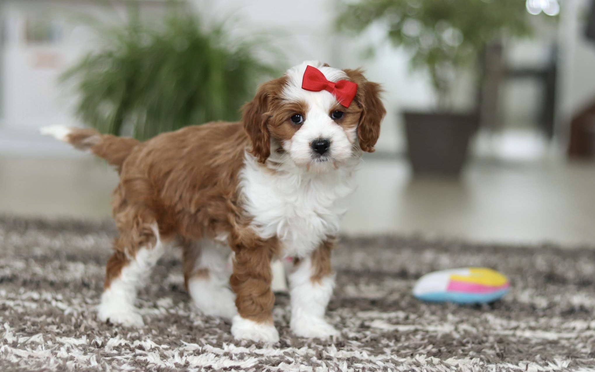 Maggie Cavapoo puppy
