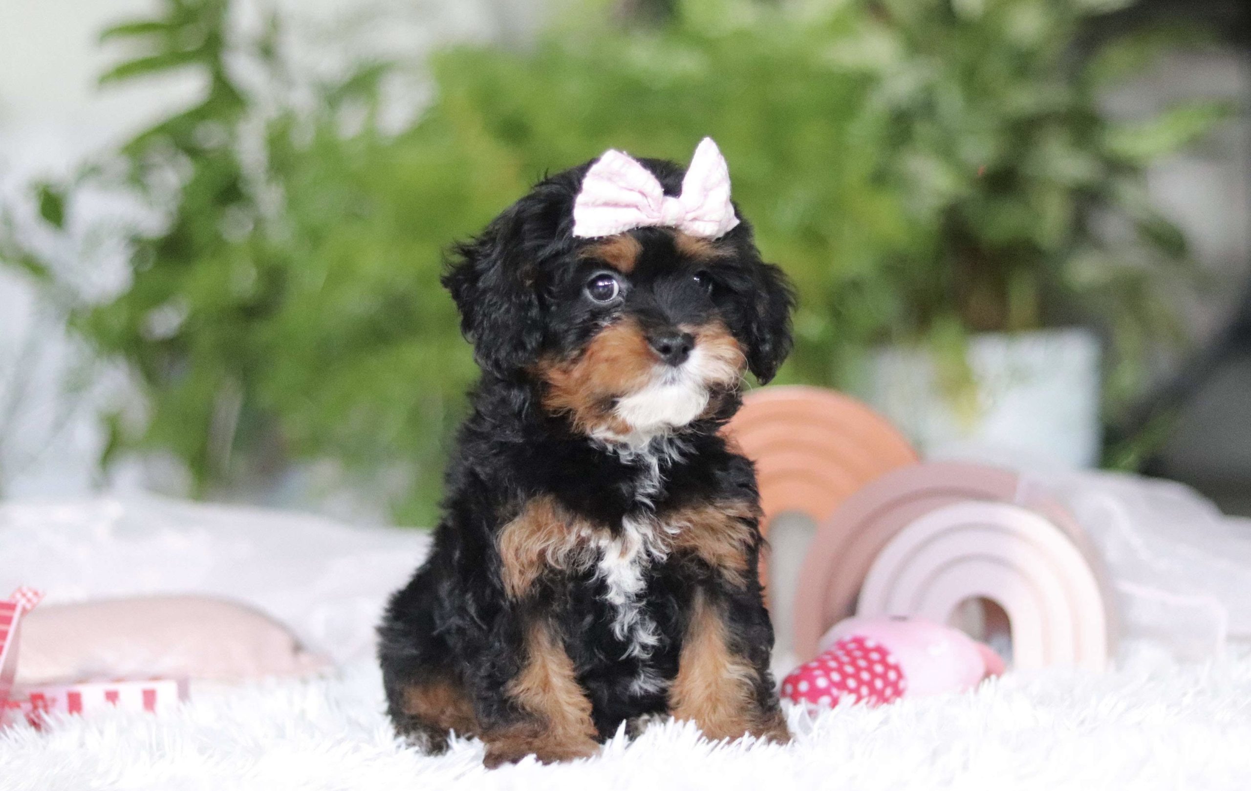 Nova Cavapoo puppy