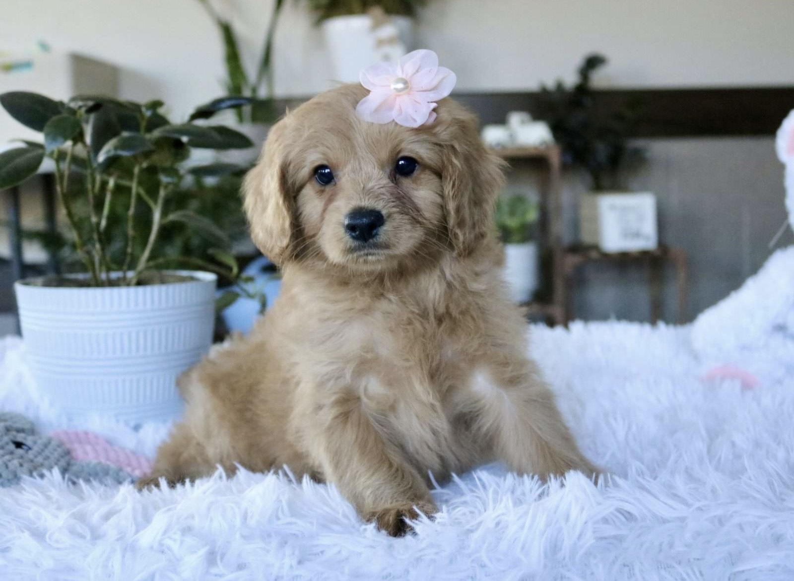 Penny Cavapoo puppy