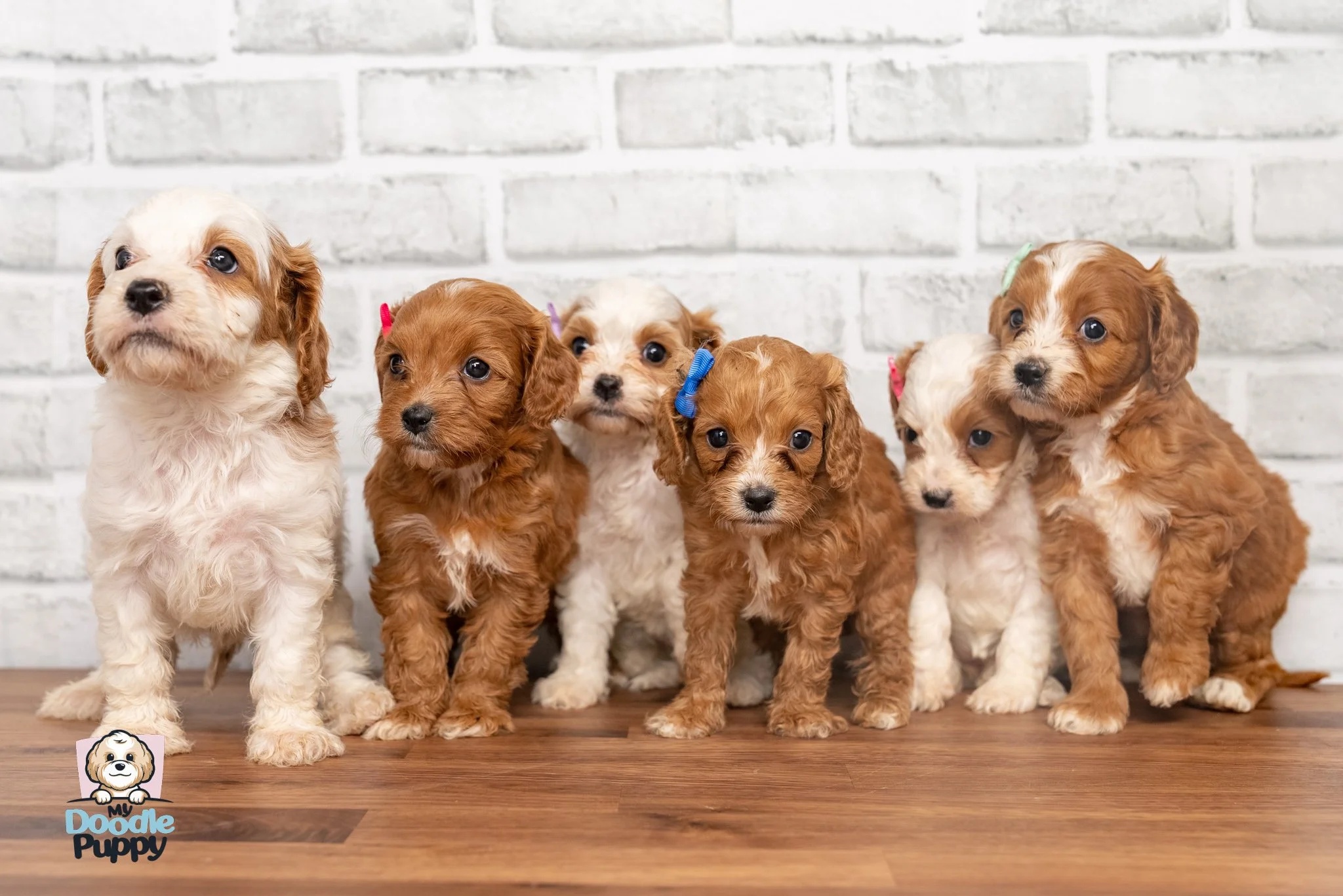 Cavapoo puppies sitting together