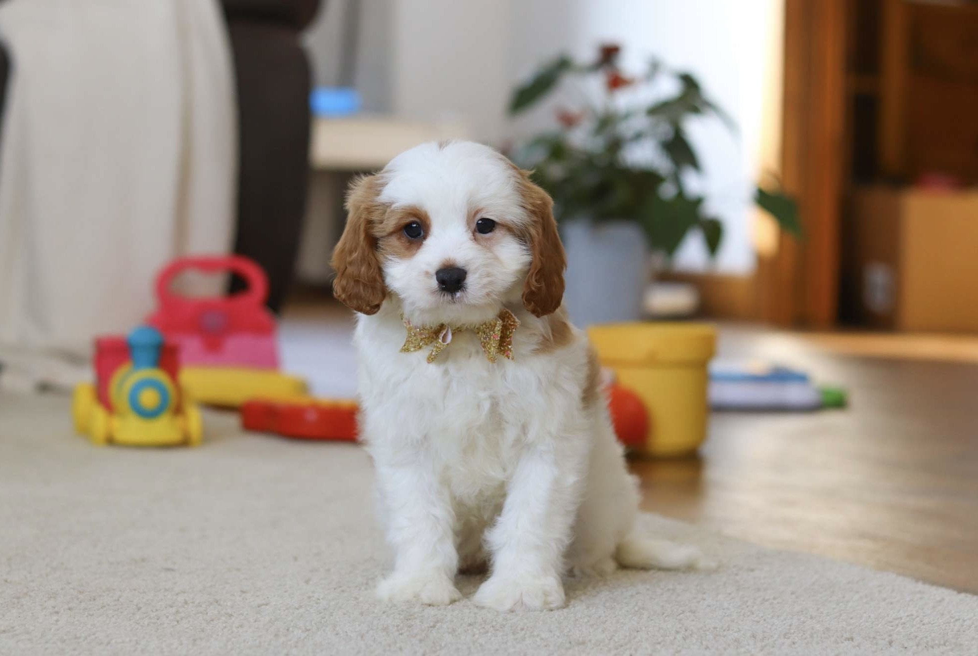 Willow Cavapoo puppy