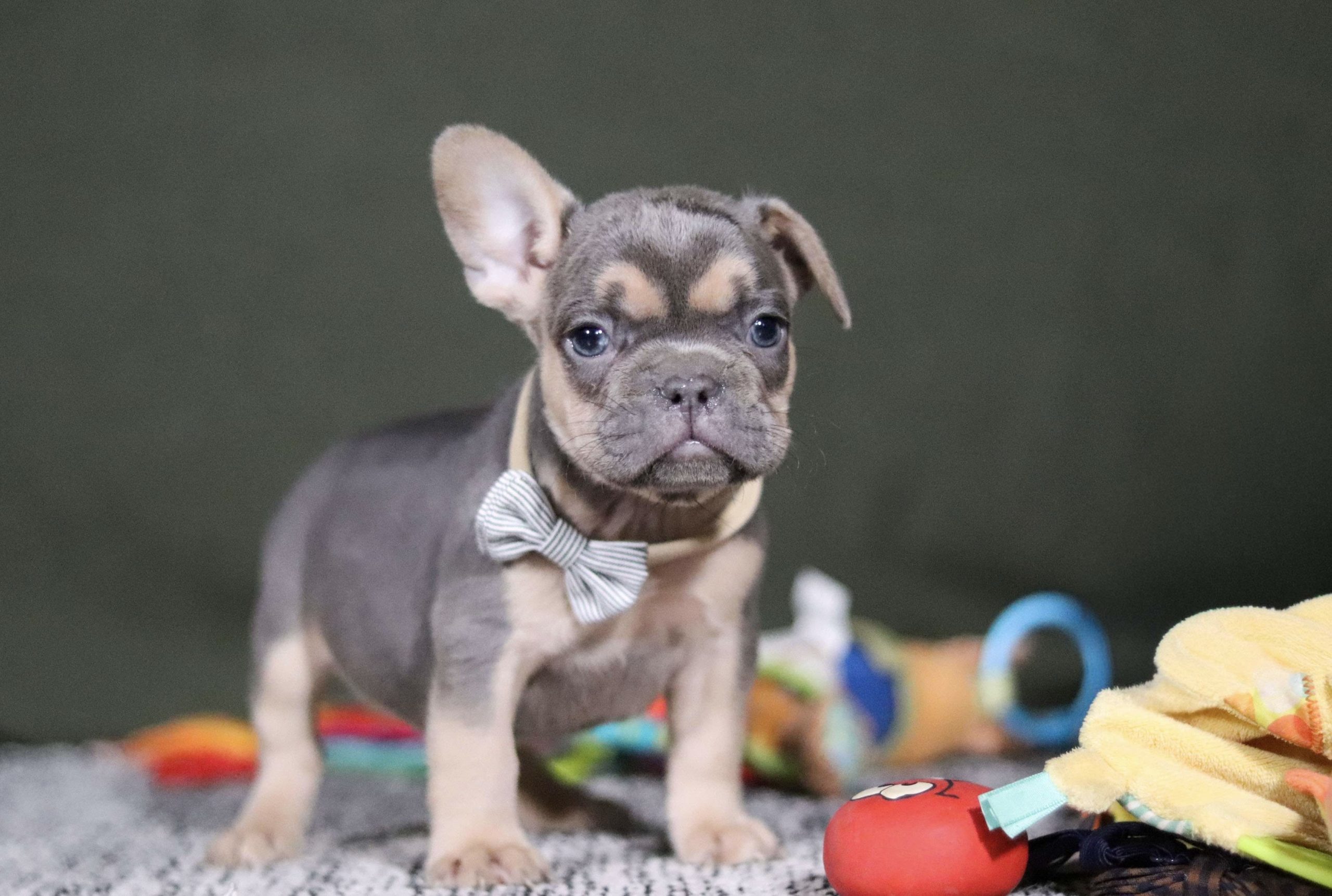 French Bulldog puppies