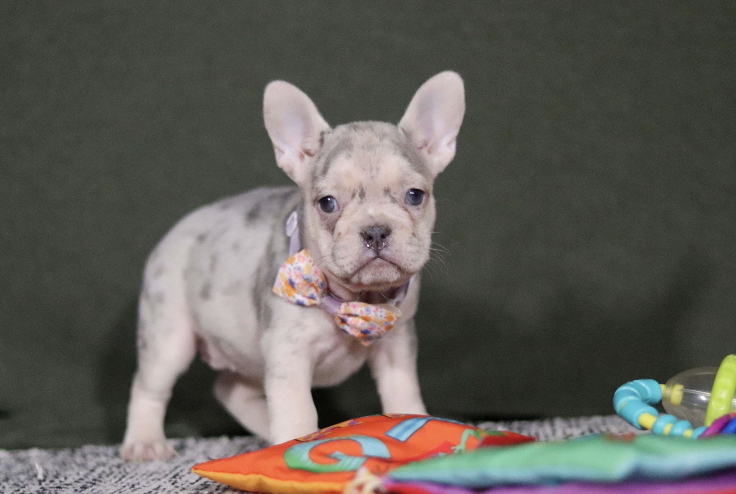 Duke French Bulldog puppy