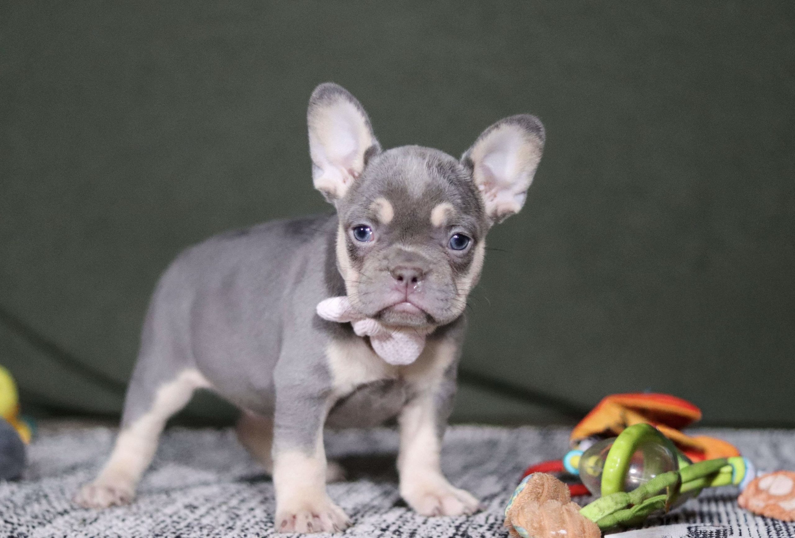 Hank French Bulldog puppy