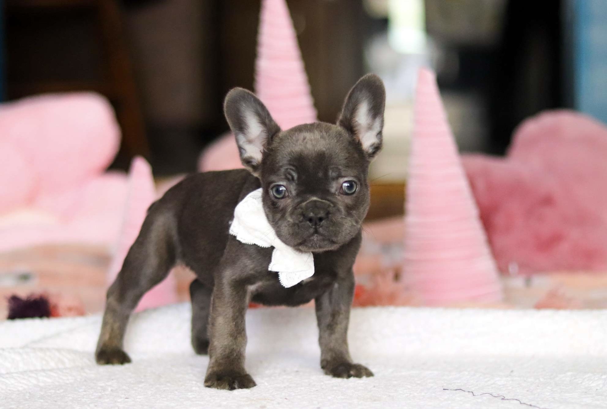 Maggie French Bulldog puppy