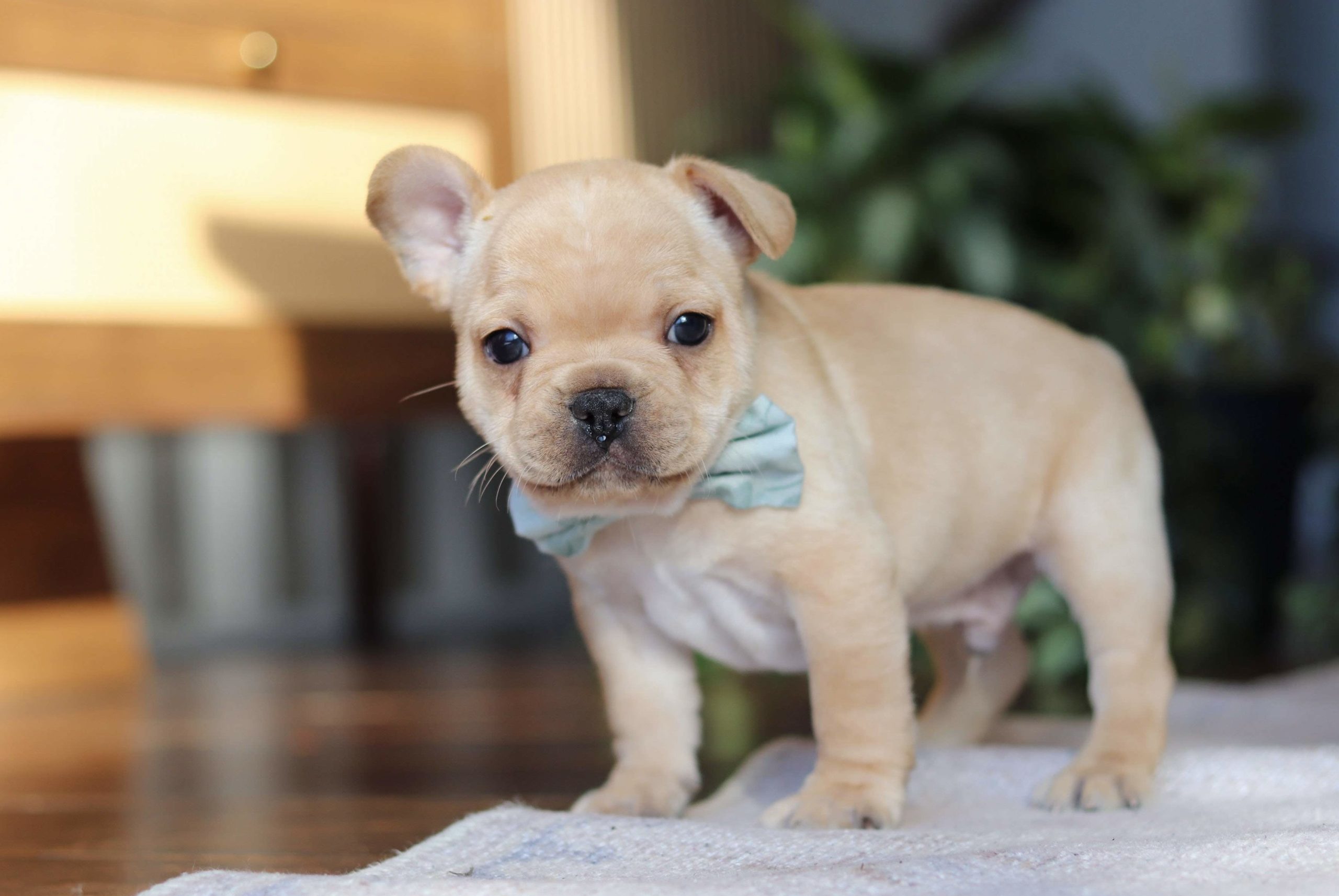Max French Bulldog puppy
