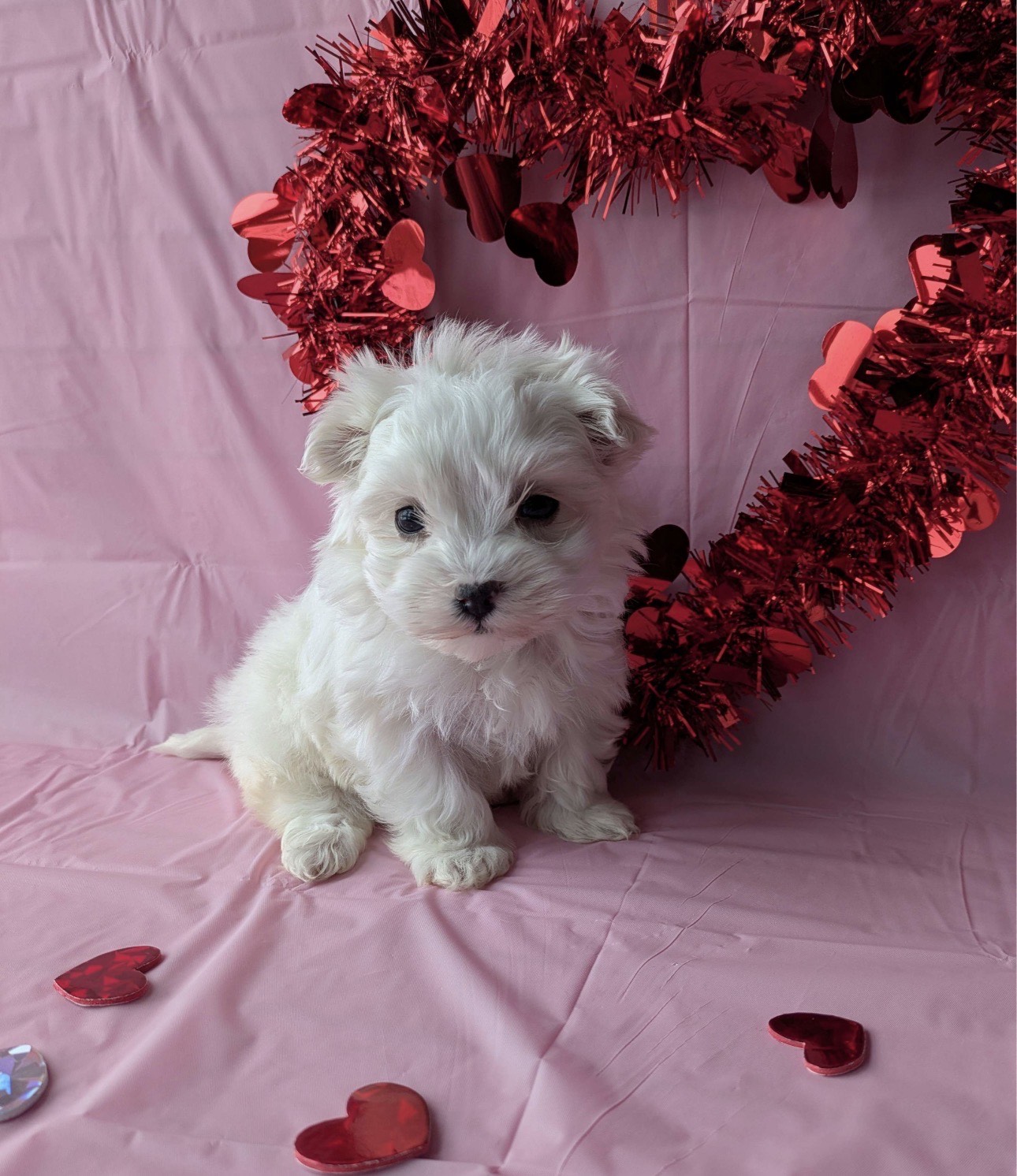 Maltese puppies