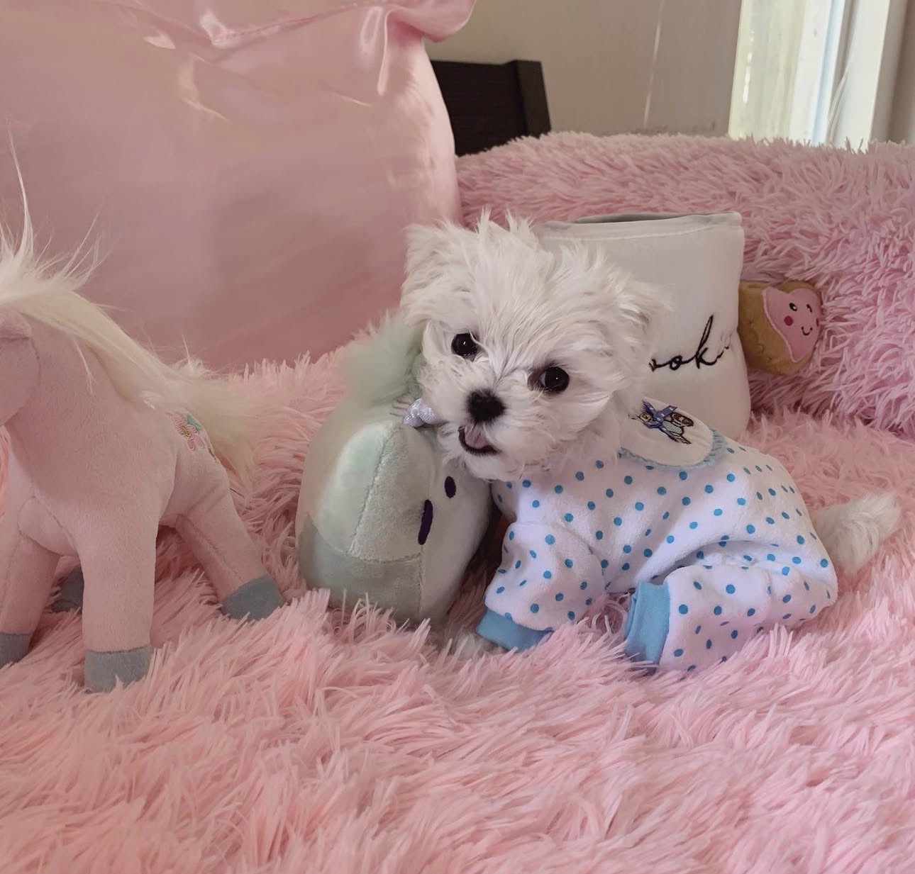 Fillip Maltese puppy