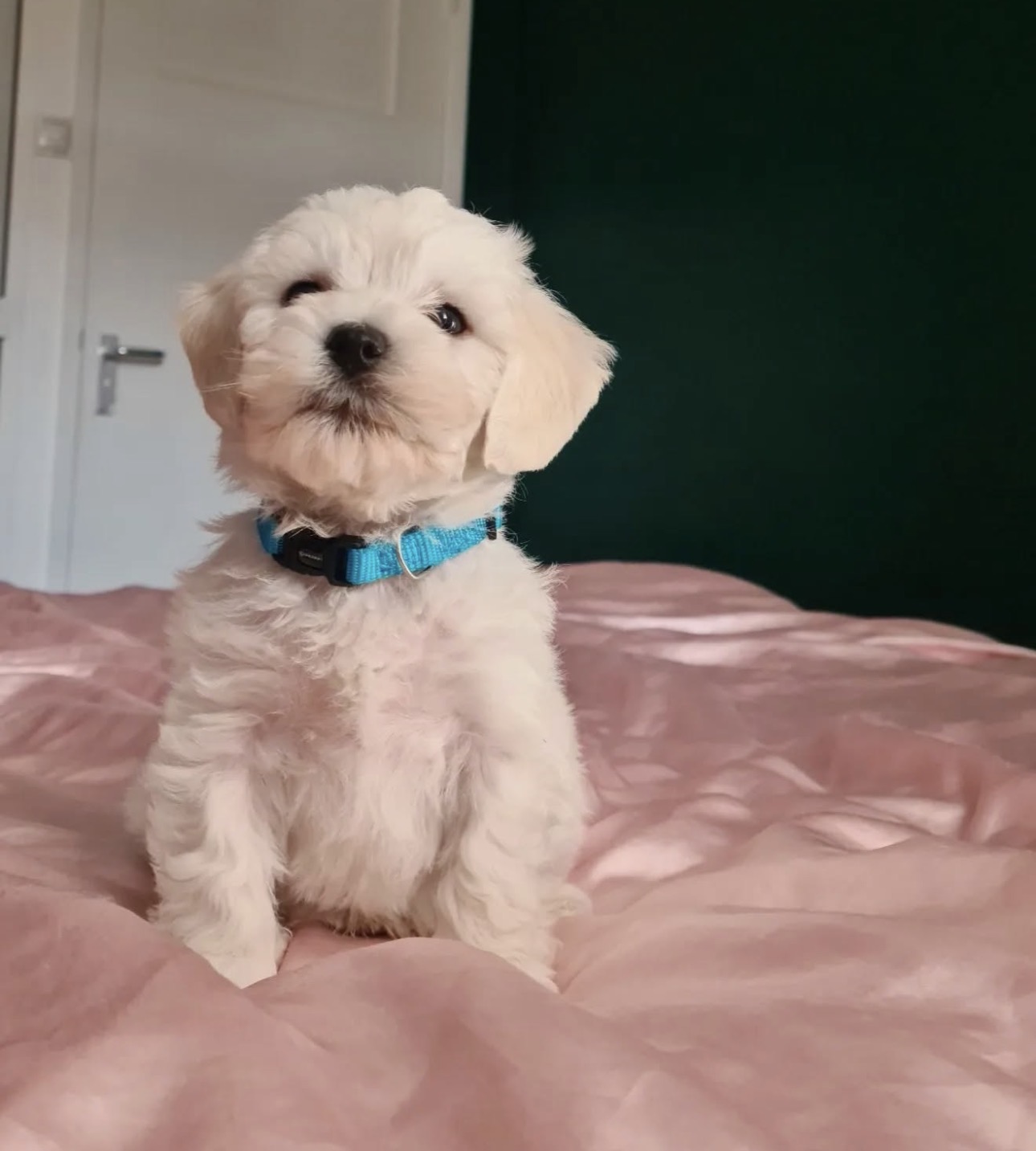 Furby Maltese puppy