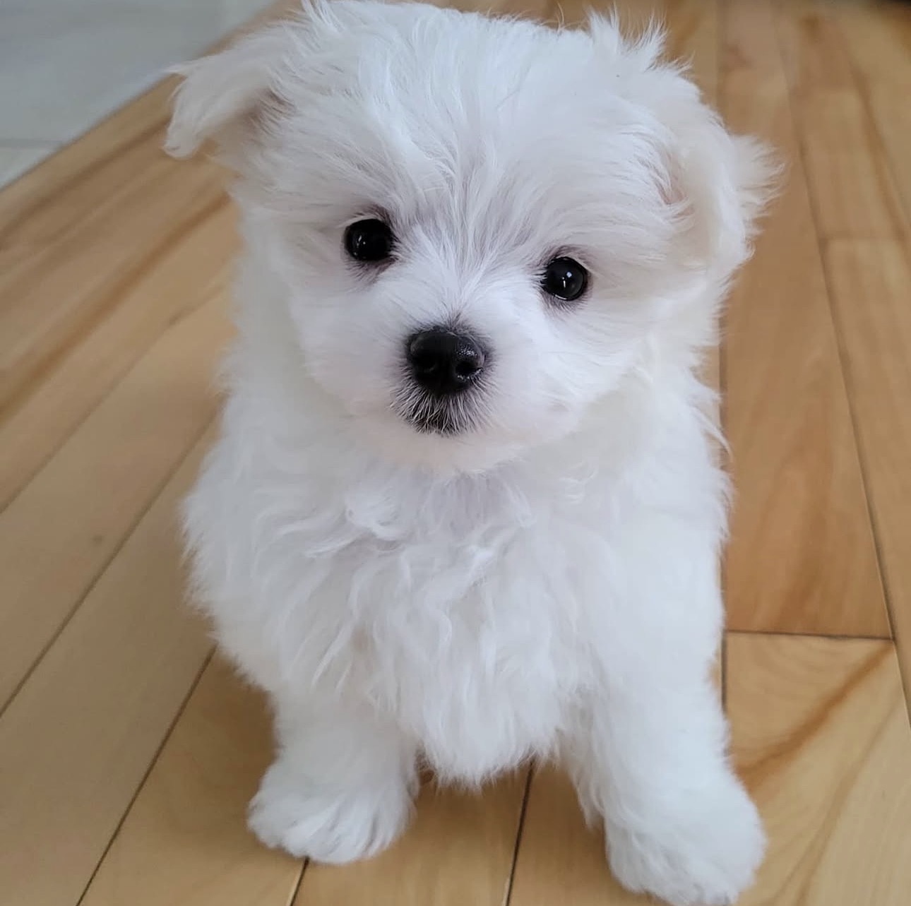 Milo Maltese puppy