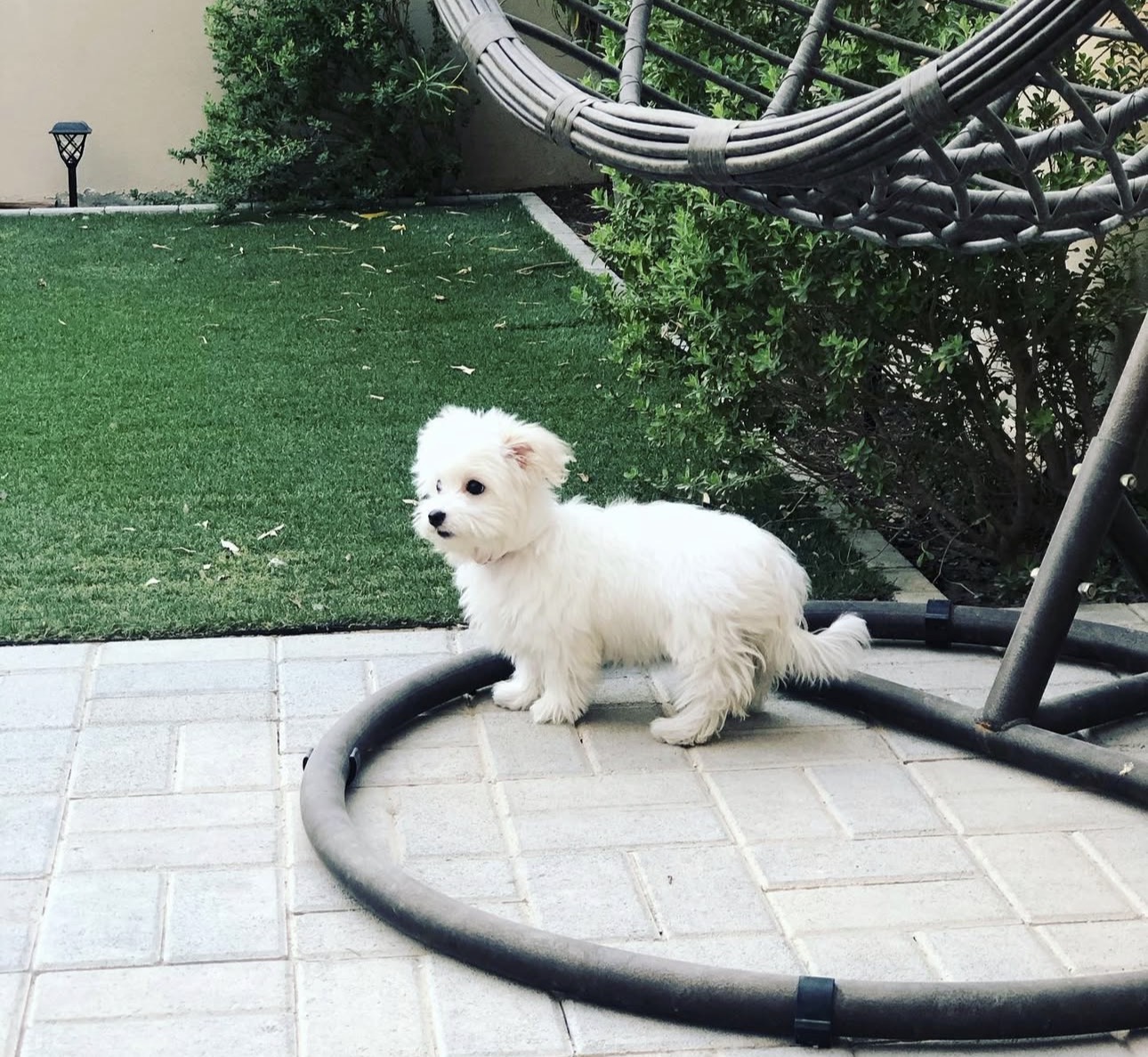 Minnie Maltese puppy