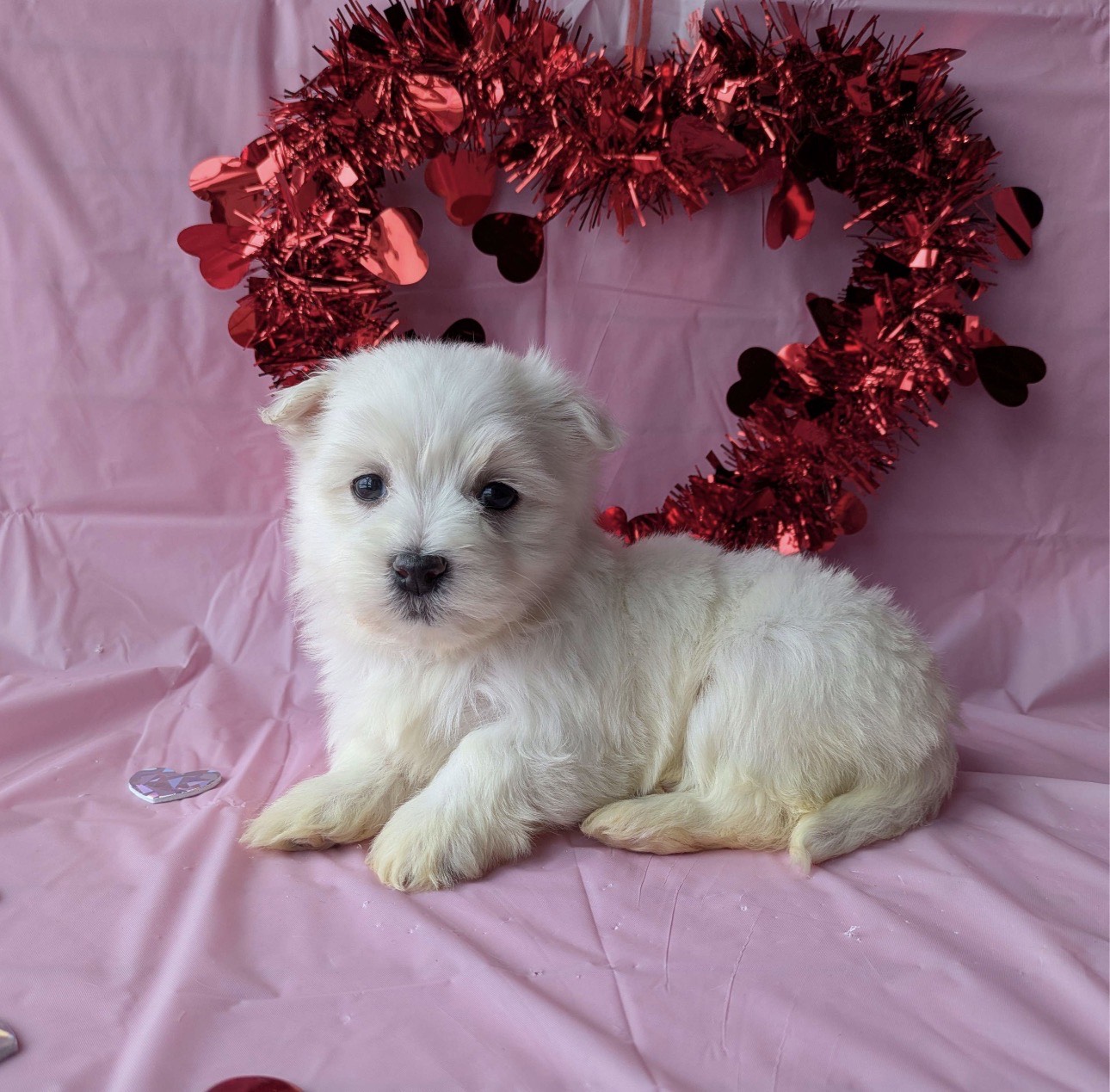 Winston Maltese puppy