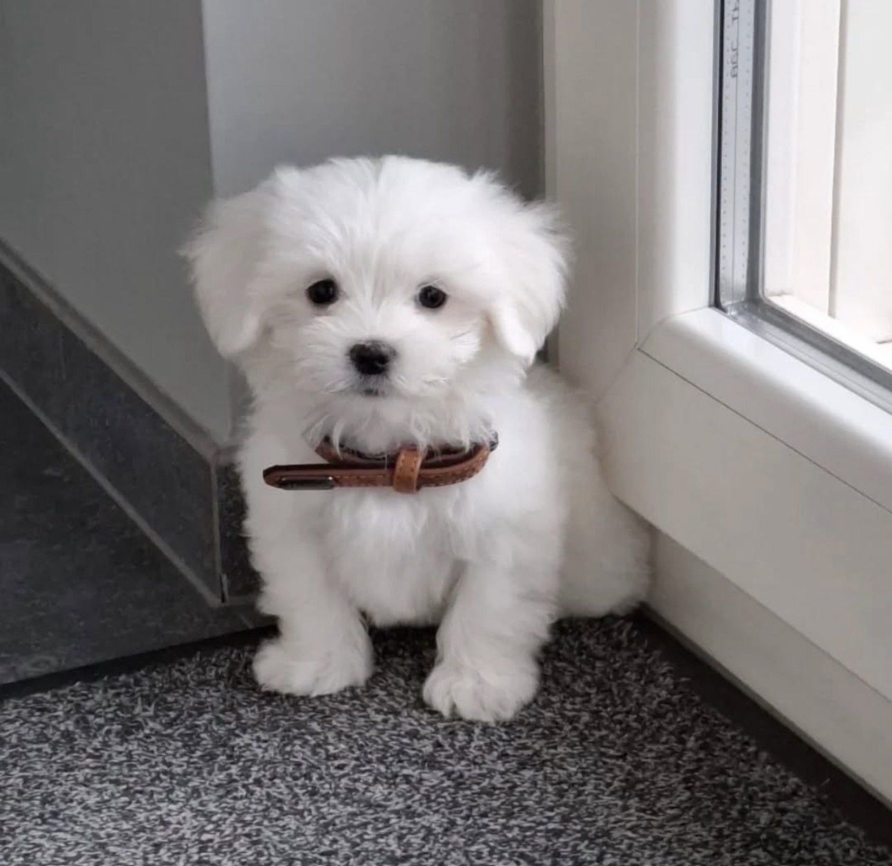 Zico Maltese puppy