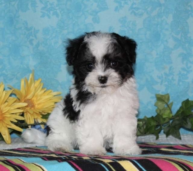 Maltipoo puppies