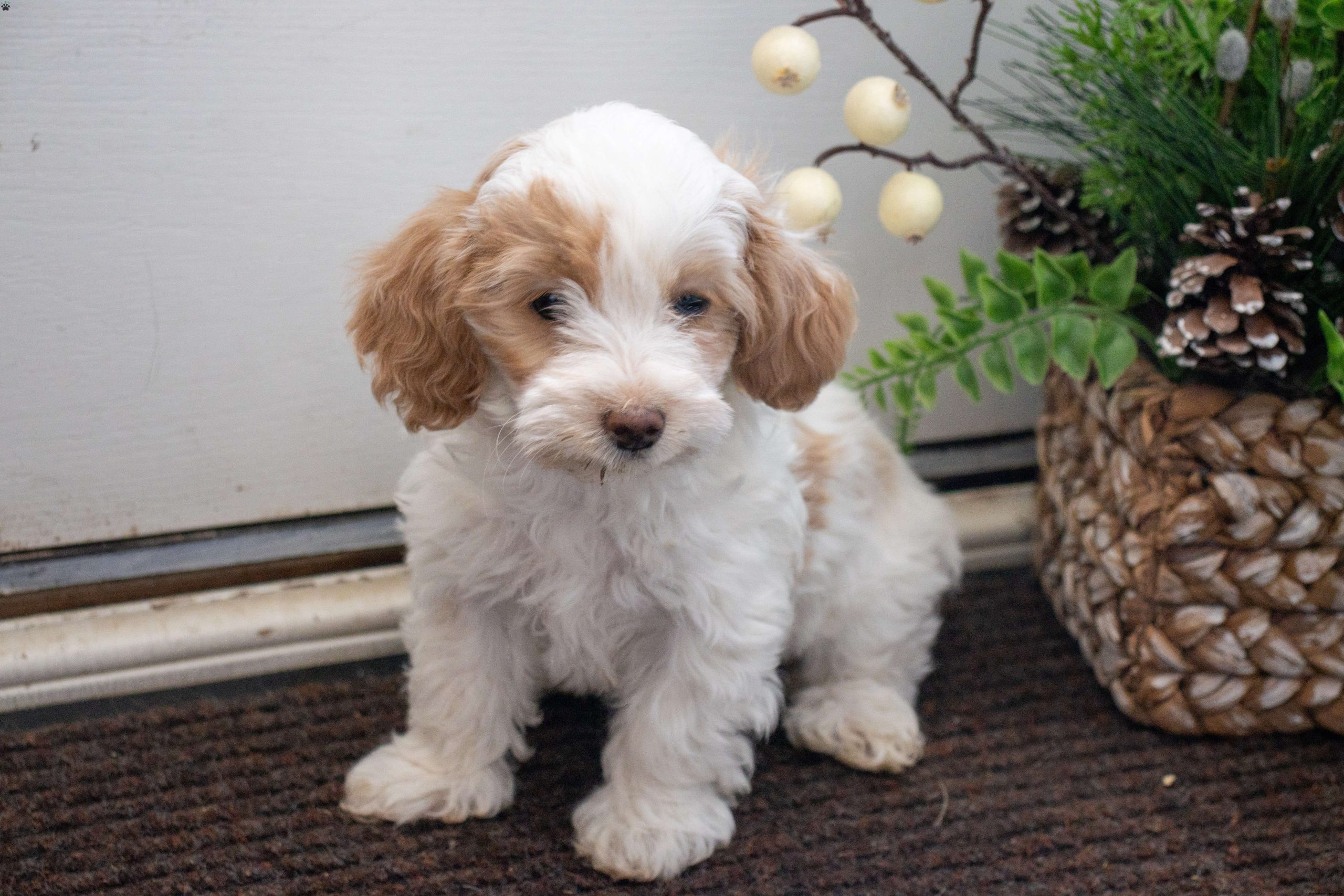 Finn Maltipoo puppy