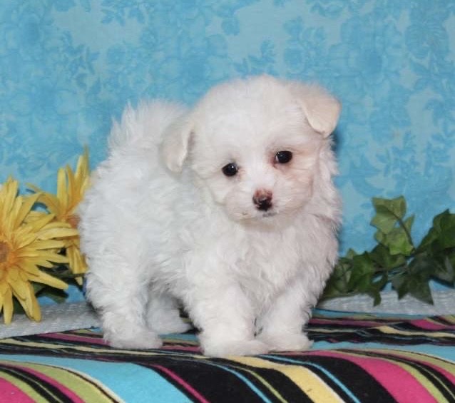 Gus Maltipoo puppy