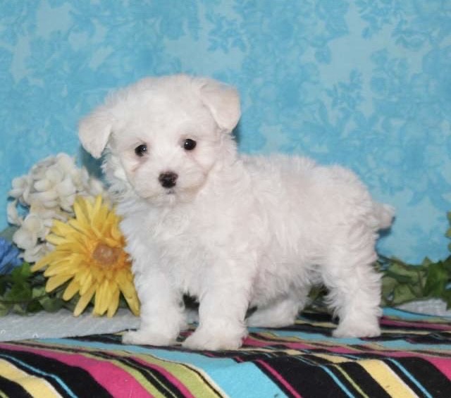 Luna Maltipoo puppy