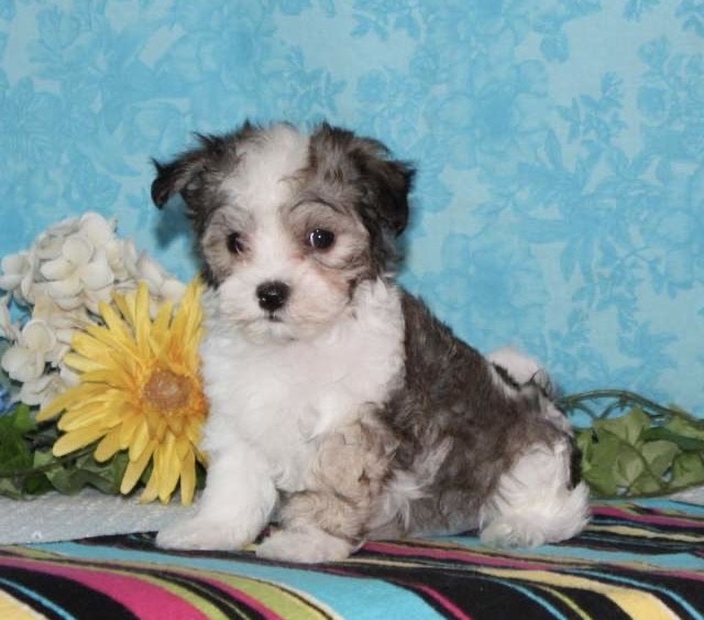 Ruby Maltipoo puppy