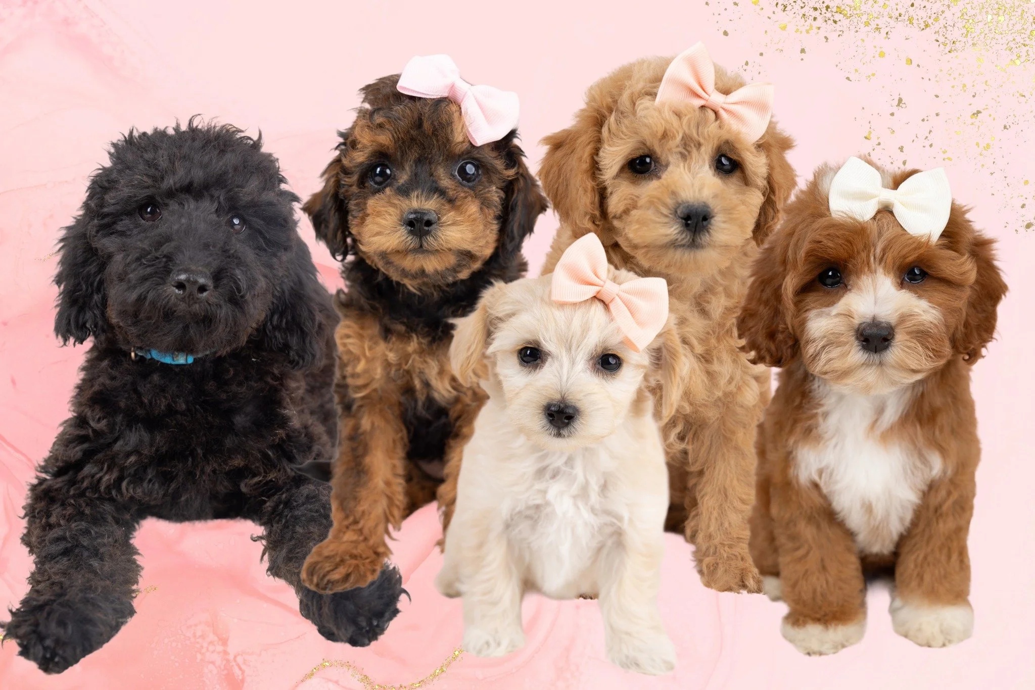 Maltipoo puppies sitting together