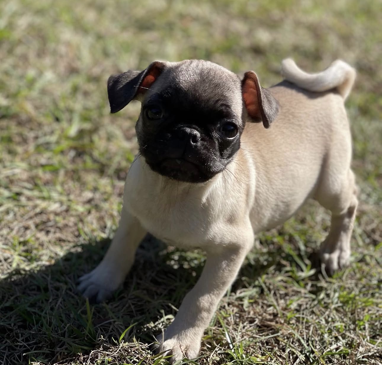 Pug puppies