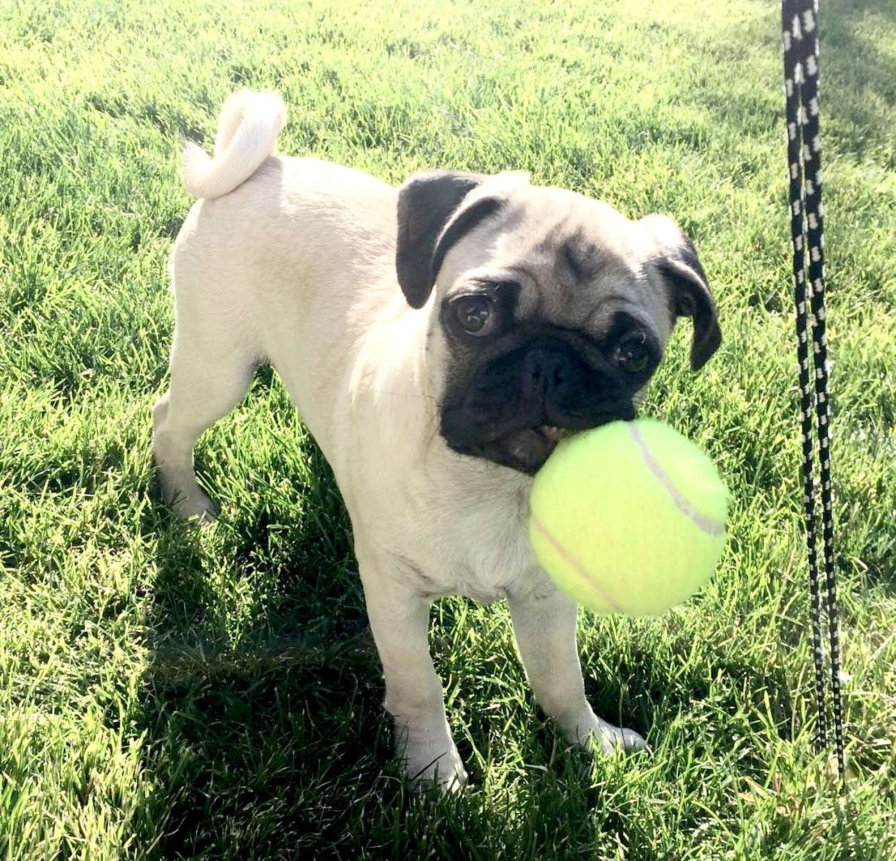 Bella Pug puppy