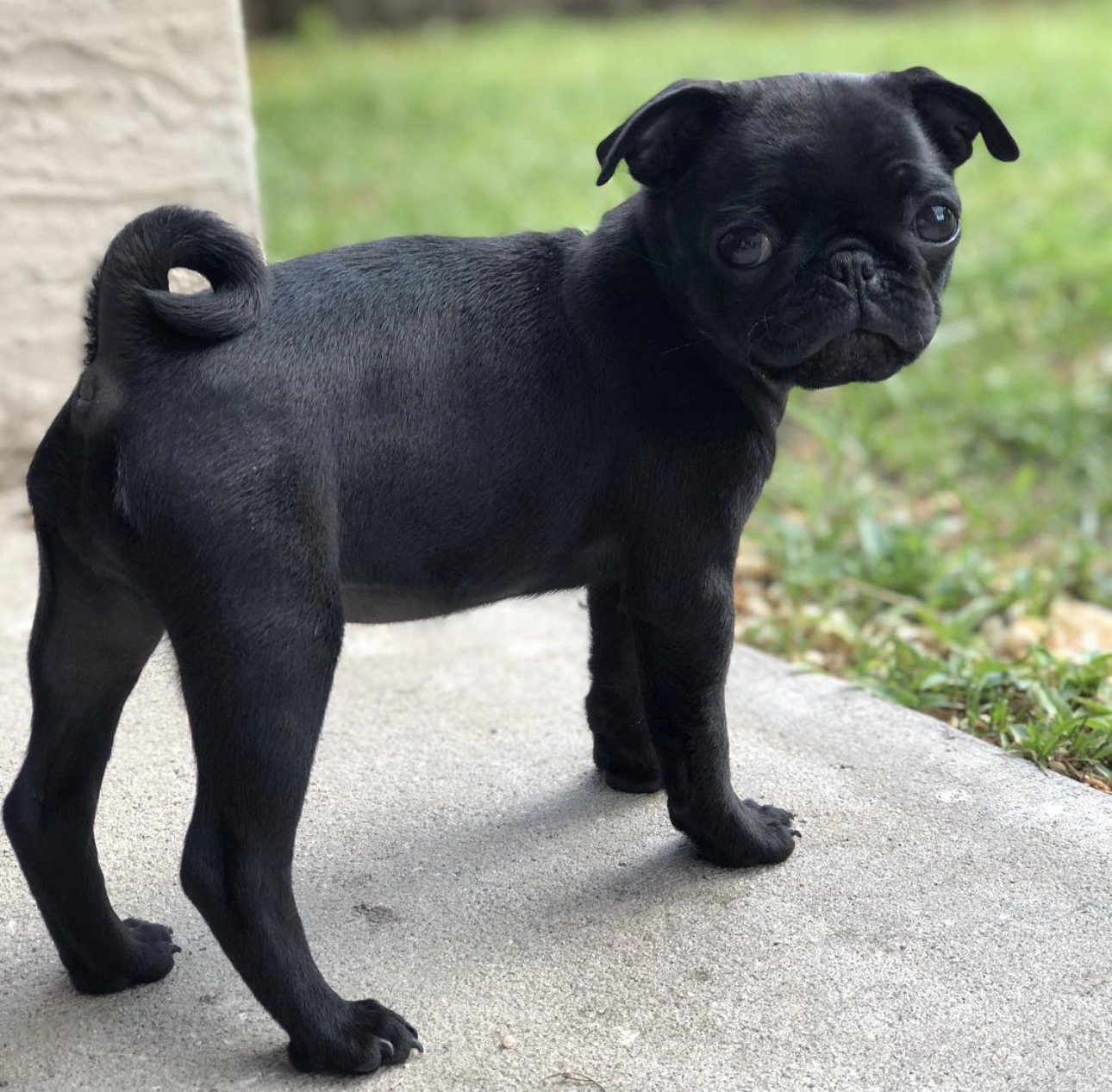 Duke Pug puppy