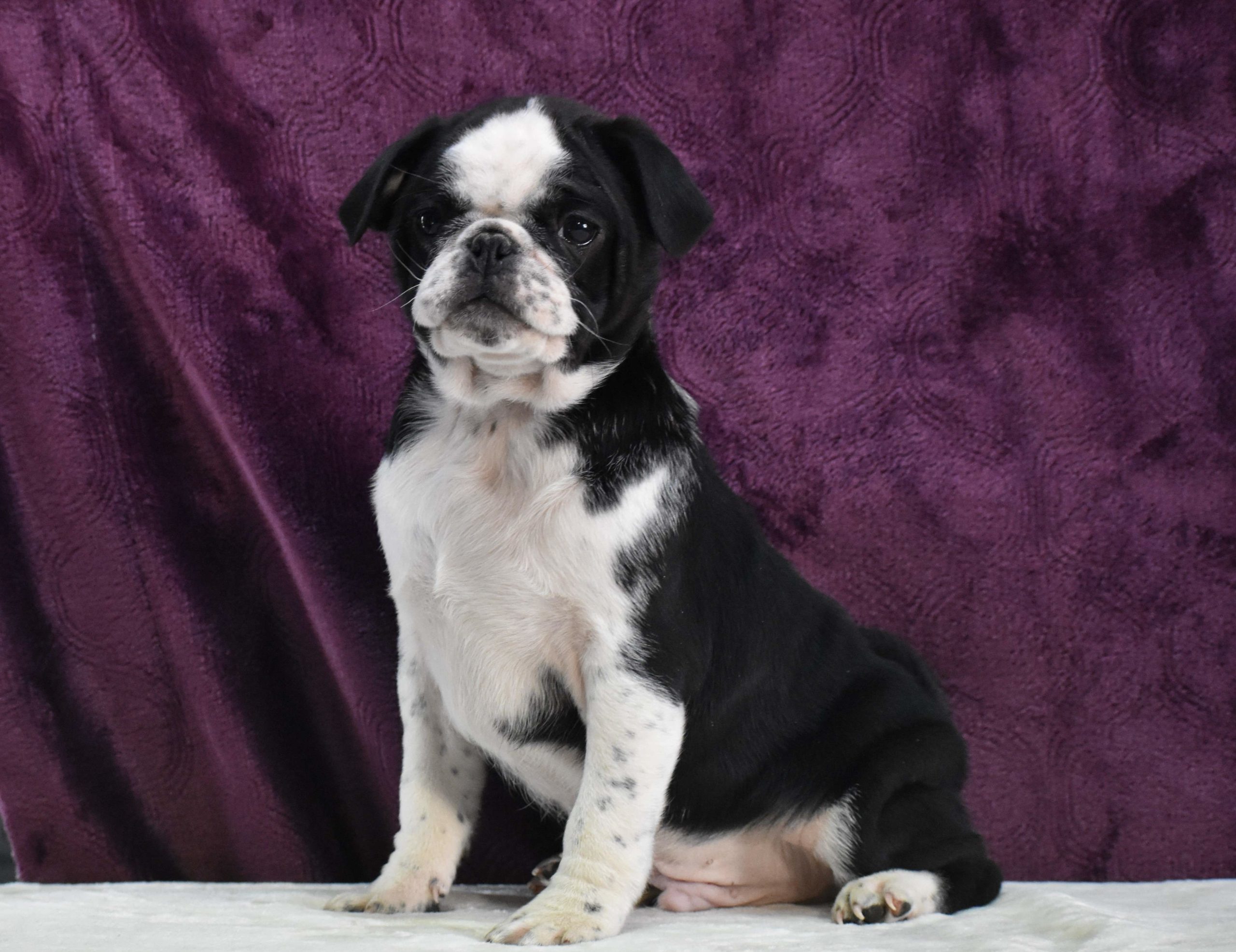 Max Pug puppy