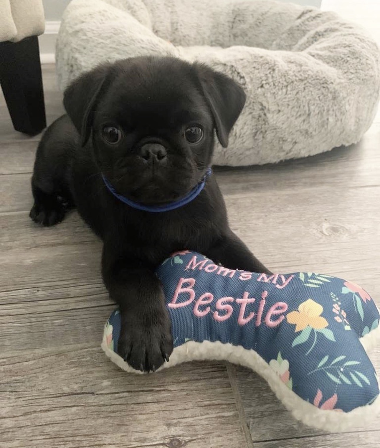 Sadie Pug puppy