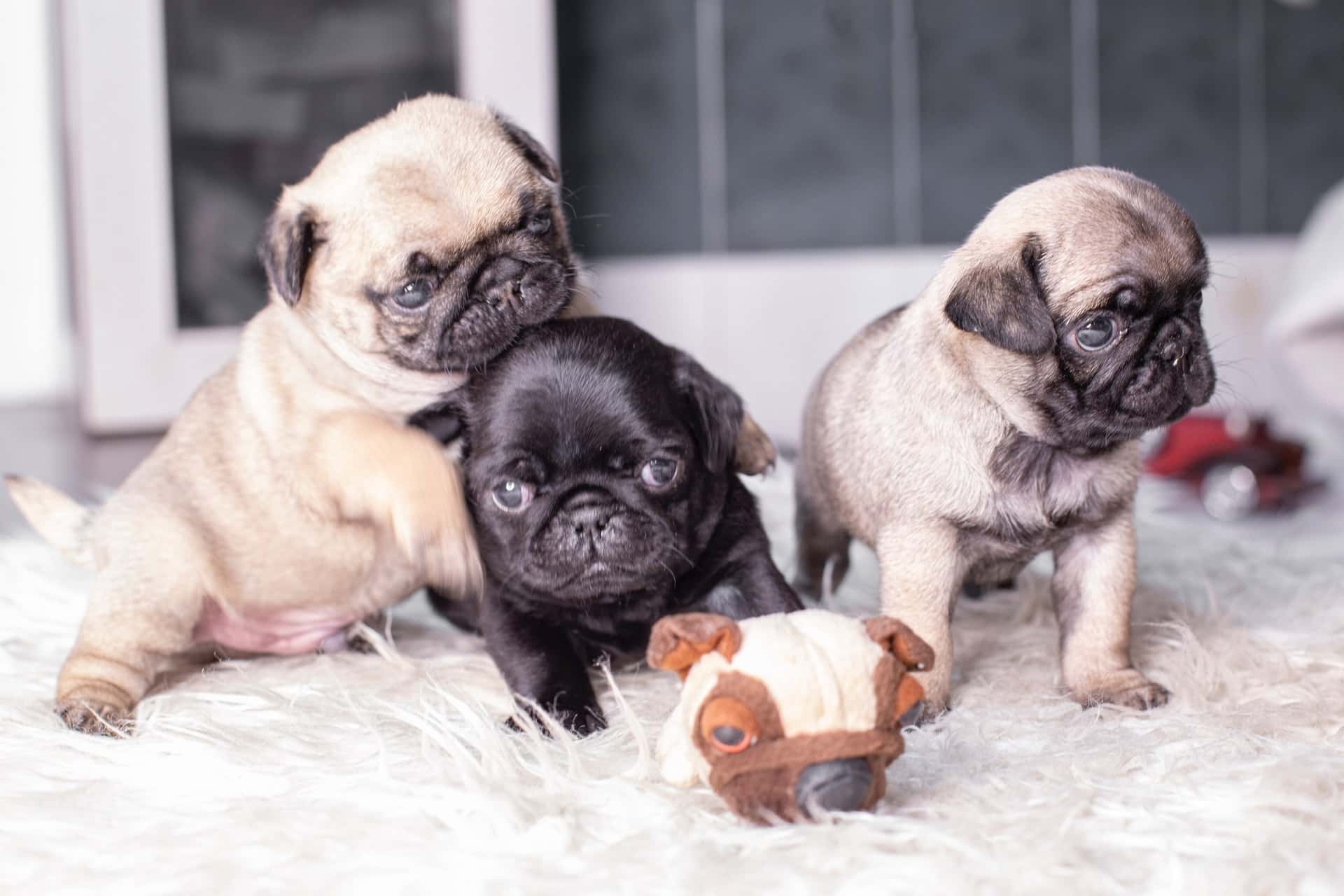 Pug puppies resting together