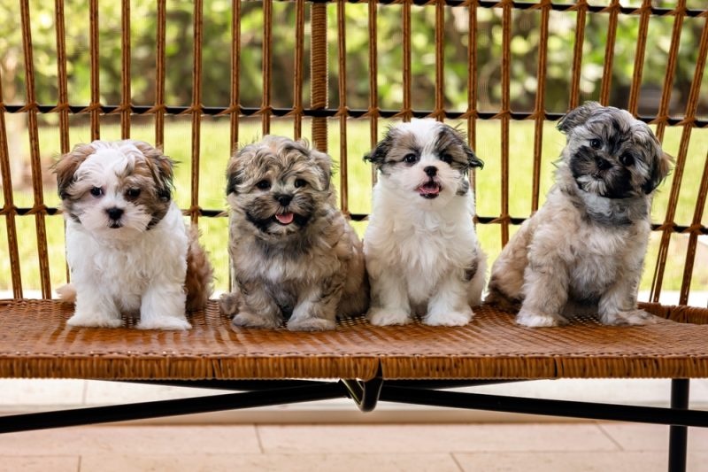 Shih Tzu puppies sitting together on a bench