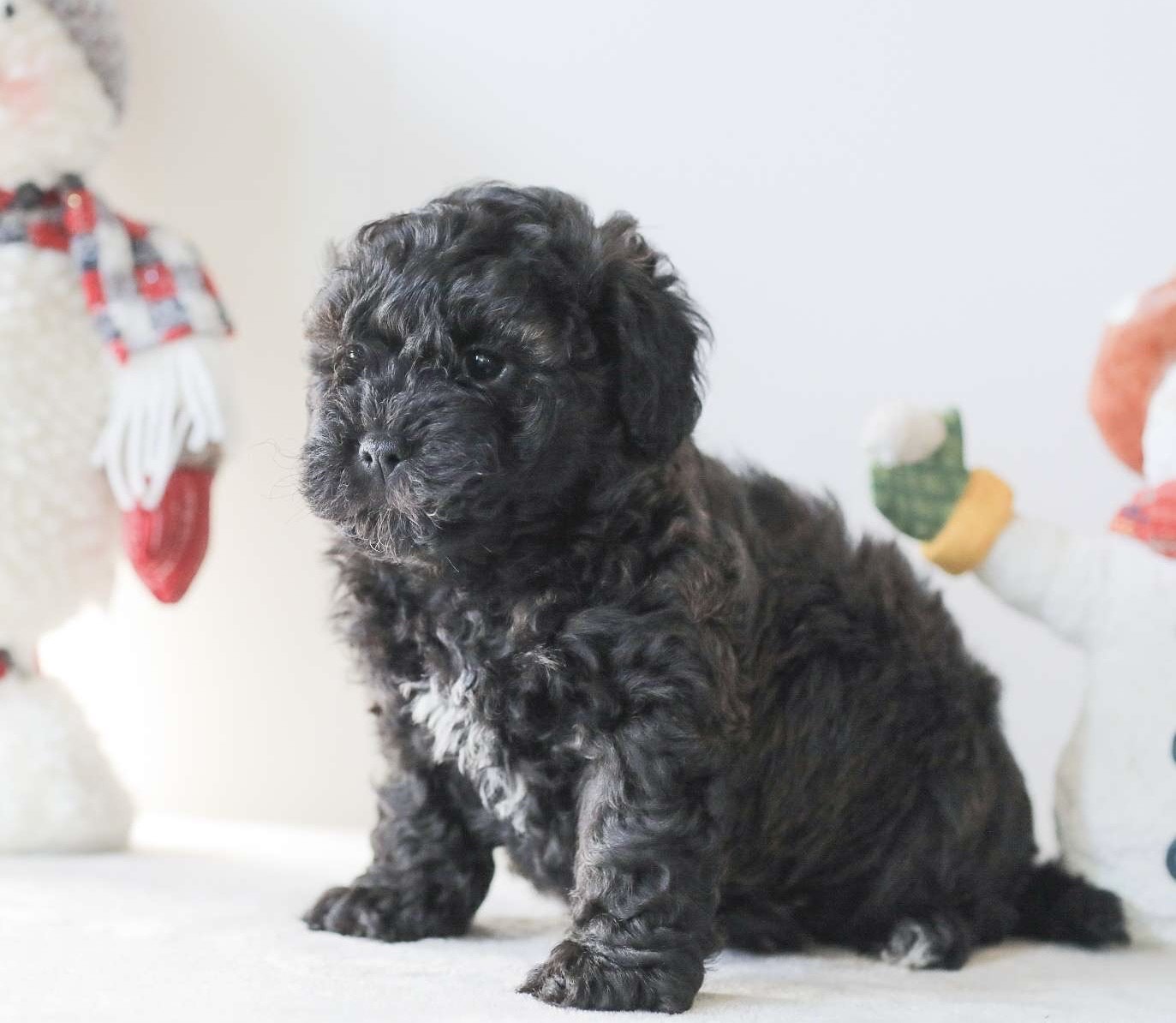 Shih Tzu puppies