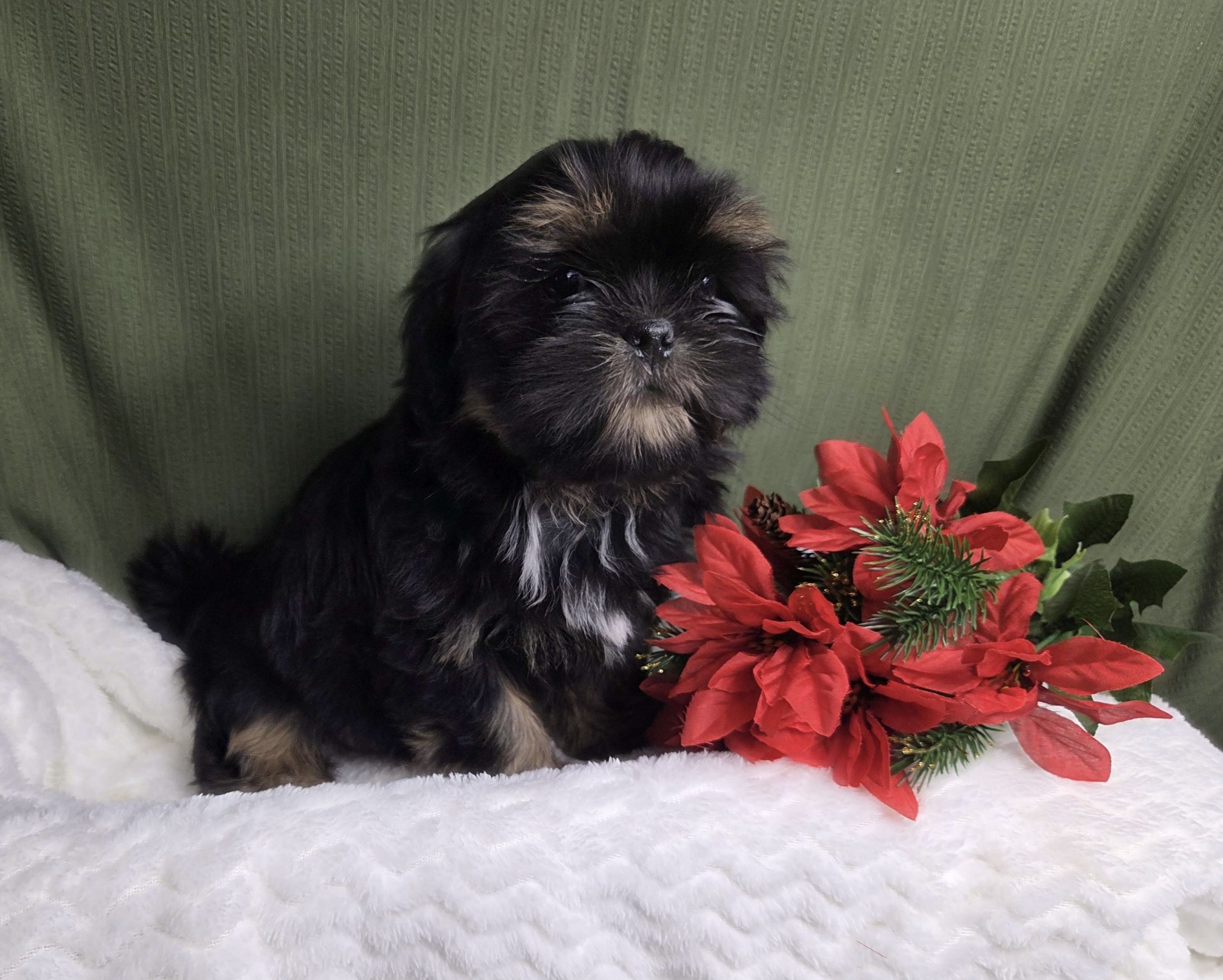 Finn Shih Tzu puppy