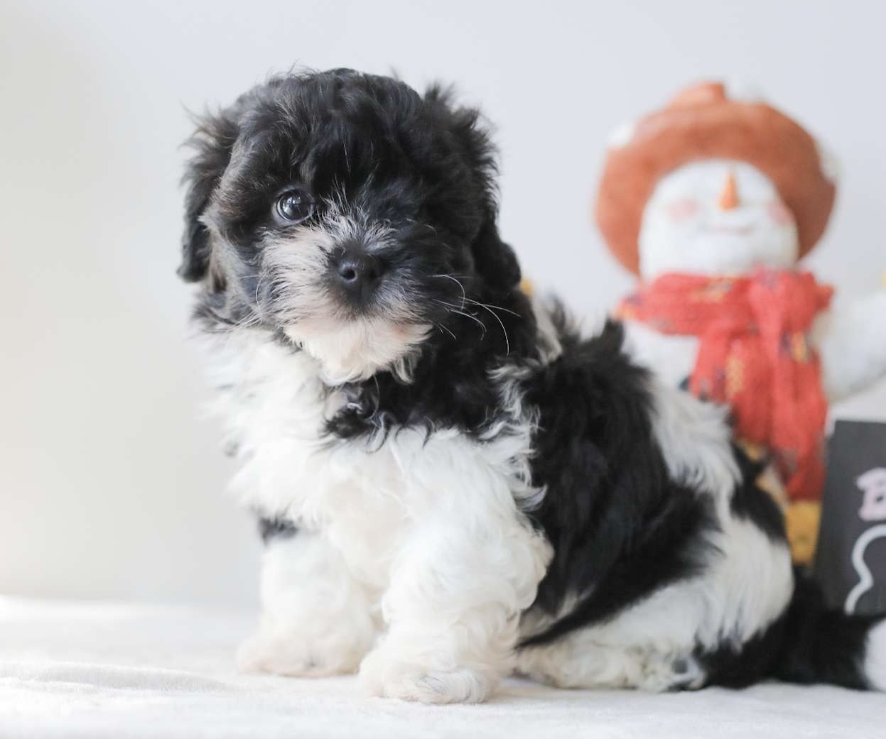 Nova Shih Tzu puppy