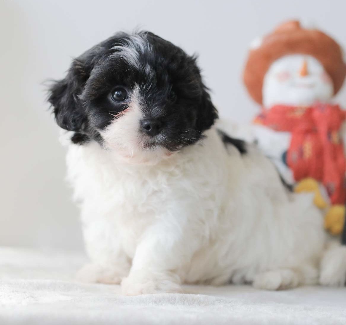 Teddy Shih Tzu puppy